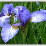 blue flag iris