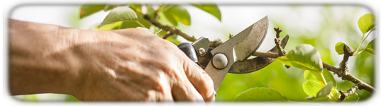 clipping plants