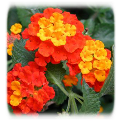 Lantana