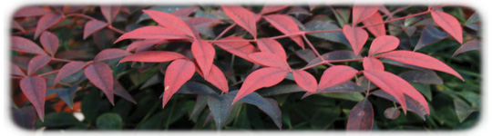 Nandina