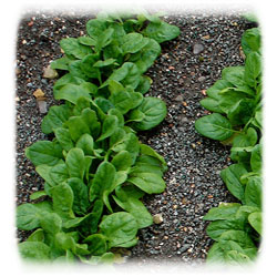 Superfood Gardening – Spinach!