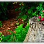 treestump planter