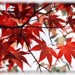 up close japanese maple