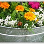 washtub planter