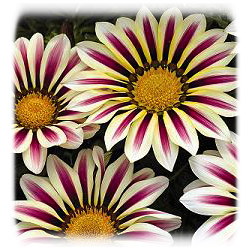 5-26-15 gazania new day rose stripe