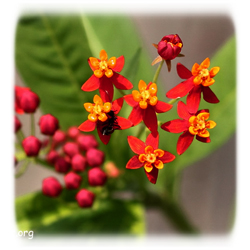 6-12-15 blood flower