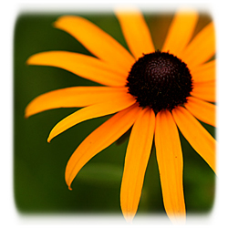 blacked eyed susan 6-10-15